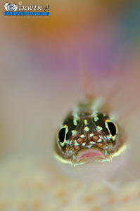 R A I N B O W & E G G S
Triplefin blenny (Tripterygiidae... by Irwin Ang 